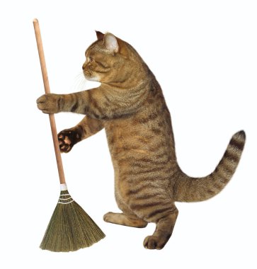 Kedi bir süpürge tutar