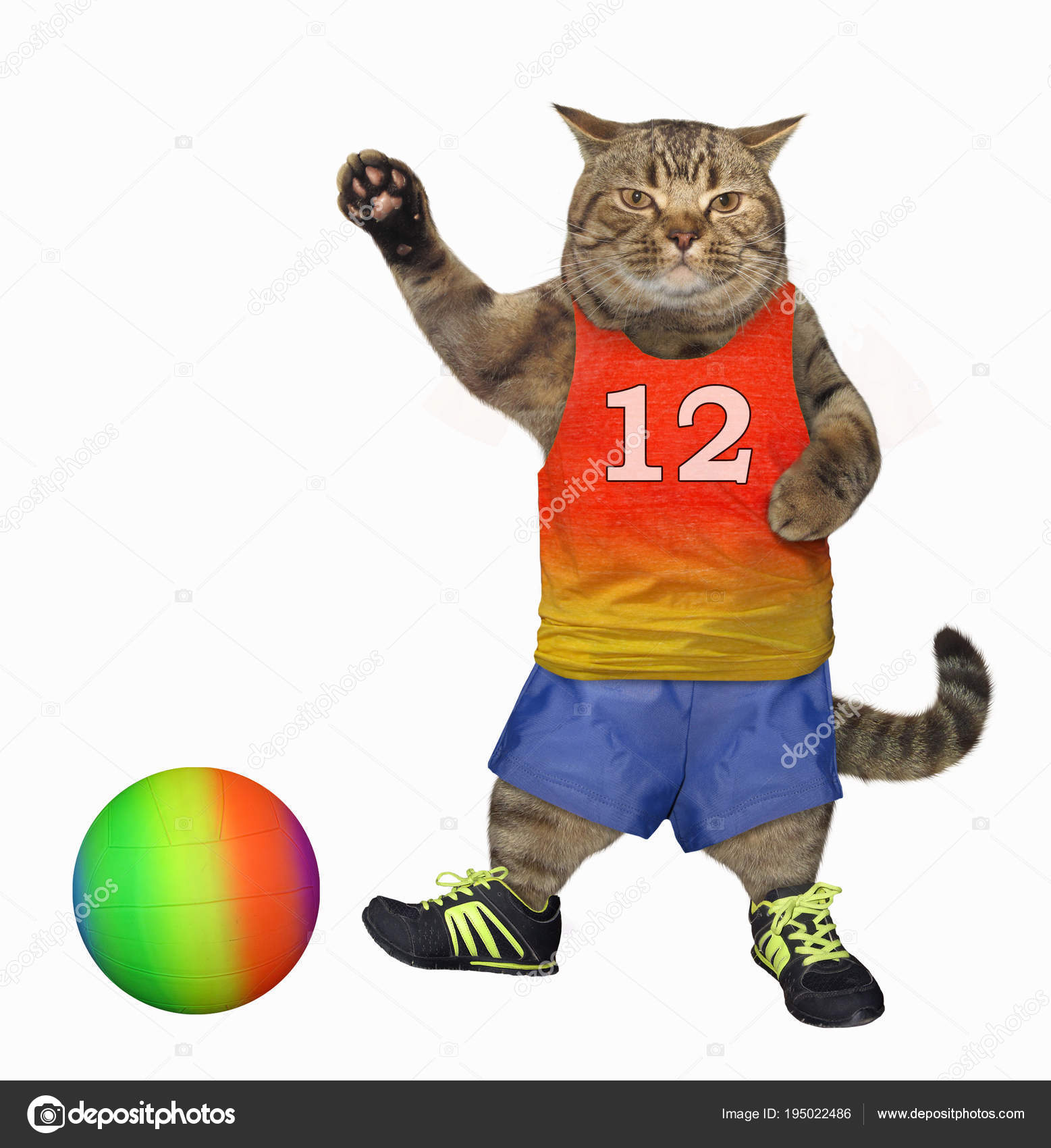 cat sokker cat sokker
