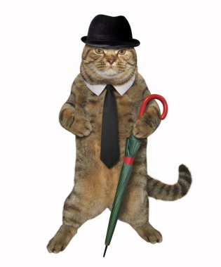 Kedi beyefendi şemsiye ile