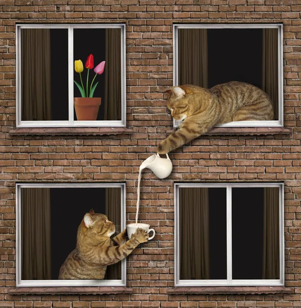 Komşu süt ile kedi davranır