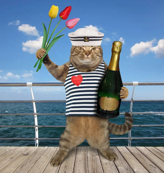 Cat with wine on boardwalk