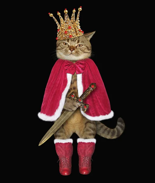 Кіт король в короні — стокове фото