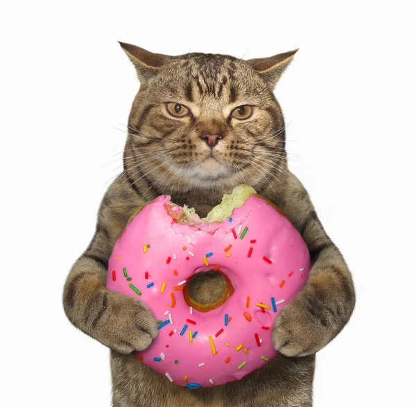 猫与粉红色被咬的甜甜圈 — 图库照片