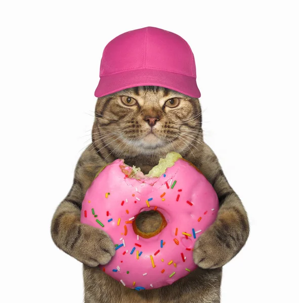 Кіт в шапці з рожевим кусаним пончиком — стокове фото