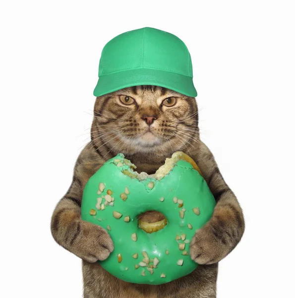 Chat en casquette avec beignet mordu vert — Photo