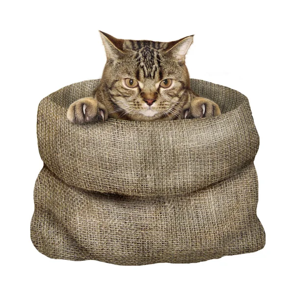 Yatakta kedi