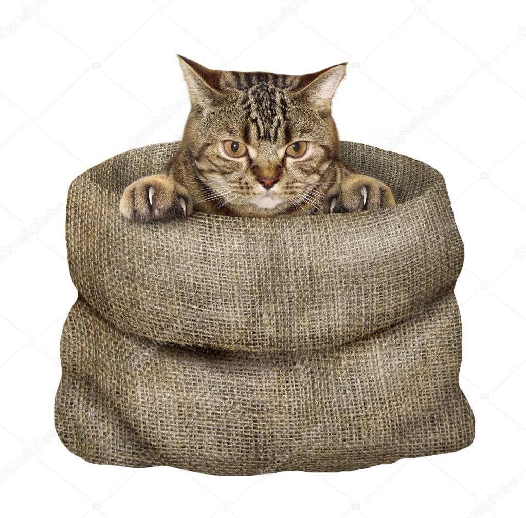 Cat in the sack