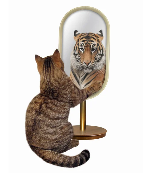 Кошка Смотрит Зеркало Видит Отражение Тигра Белый Фон — стоковое фото