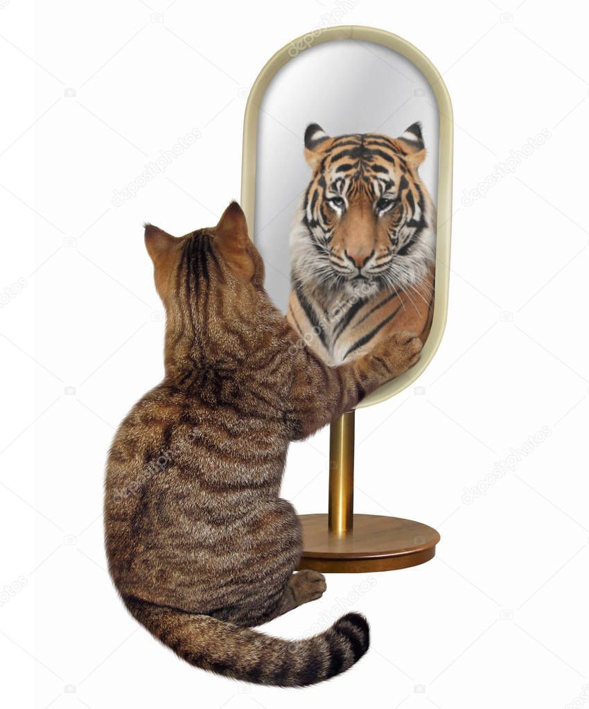 The cat looks at in the mirror. It sees the reflection of a tiger there. White background.