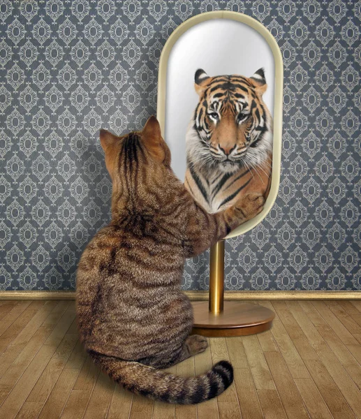 The cat looks at in the mirror. It sees the reflection of a tiger there.