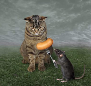 Fare kedi sosisi yiyor.
