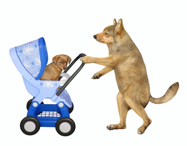 Dog pushing blue stroller with puppy — Stock Photo, Image