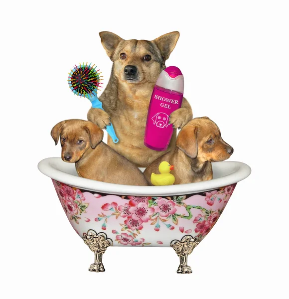 Dog bathes puppies in bathtub — Stock Photo, Image