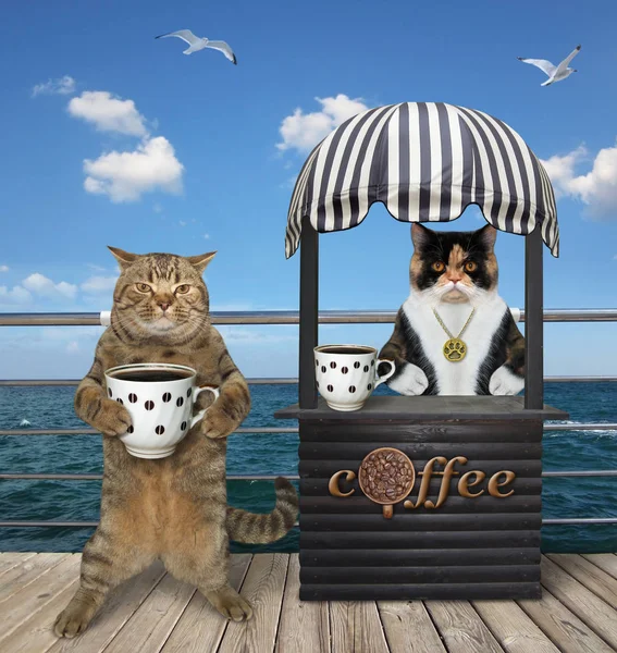 Kedi deniz kenarında kahve alır. — Stok fotoğraf
