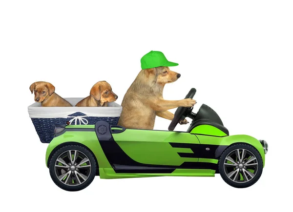 Pies prowadzi samochód ze szczeniakami. — Zdjęcie stockowe