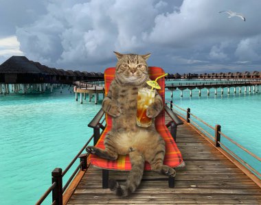 Kedi, ahşap iskelede kokteyl içiyor.