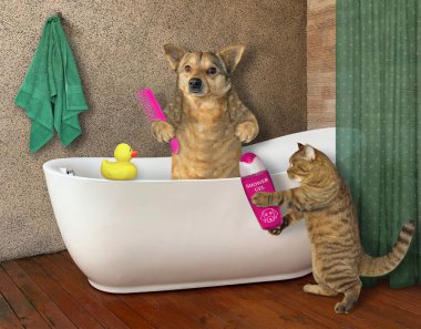 Köpek 2 numaralı kediyle banyo yapıyor.