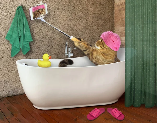 Gato toma baño con teléfono — Foto de Stock