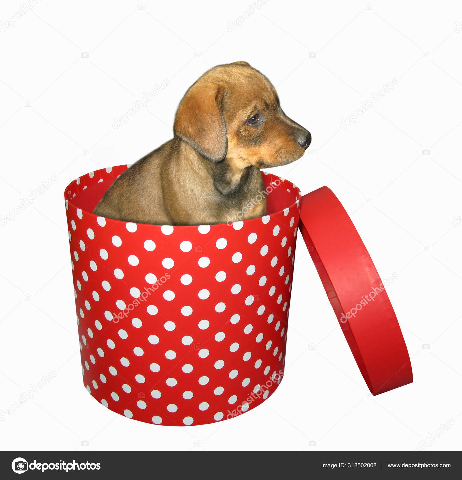 puppy gift box