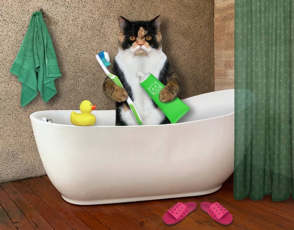 Cat brushes teeth in bathtub