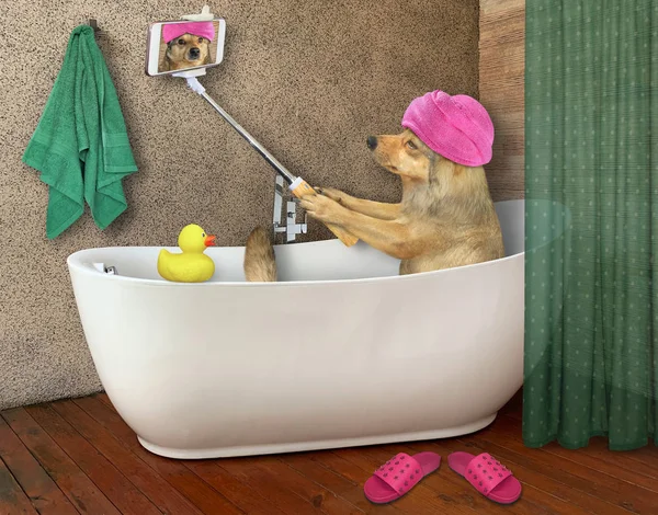 Cane fa il bagno con il telefono — Foto Stock