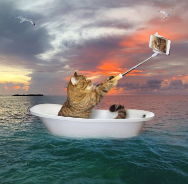 Kedi denizde küvette selfie çeker.
