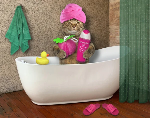 Cat in turban takes bath — Stock Photo, Image