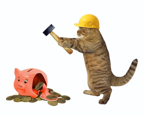 Cat breaks piggy bank 2