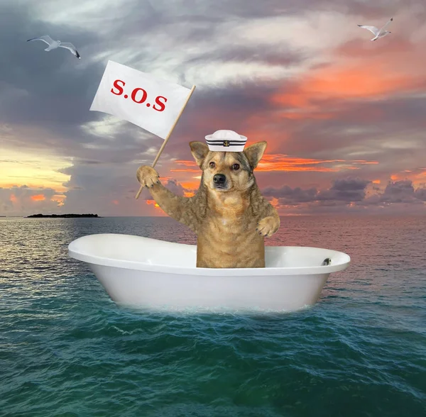 Cane alla deriva in mare nella vasca da bagno — Foto Stock