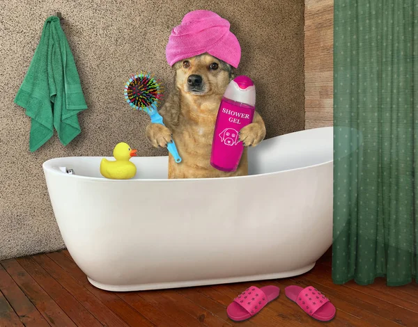 Dog in turban takes bath — Stock Photo, Image