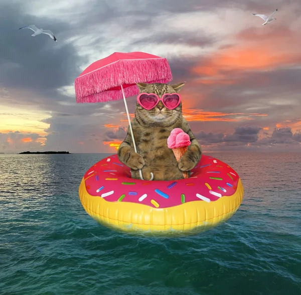 Gato come helado en anillo de goma — Foto de Stock