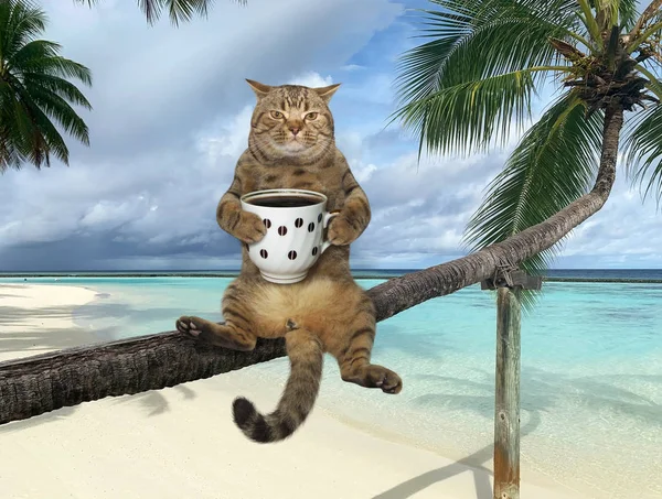 Кіт з кавою сидить на пальмовому дереві — стокове фото