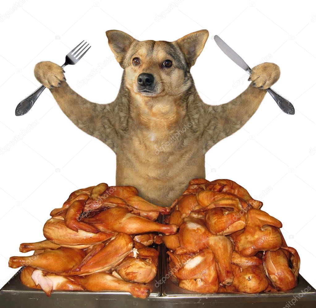 Dog eats grilled chicken legs