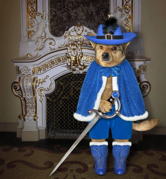 Собака в синем плаще во дворце — стоковое фото