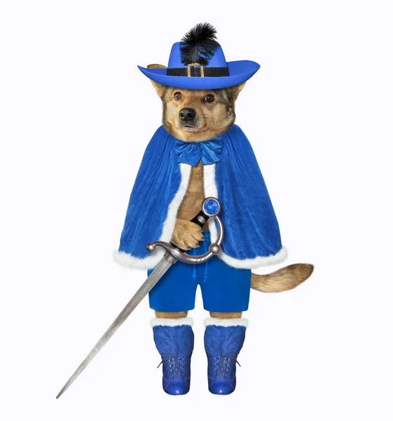 Pies w niebieskim płaszczu z mieczem — Zdjęcie stockowe