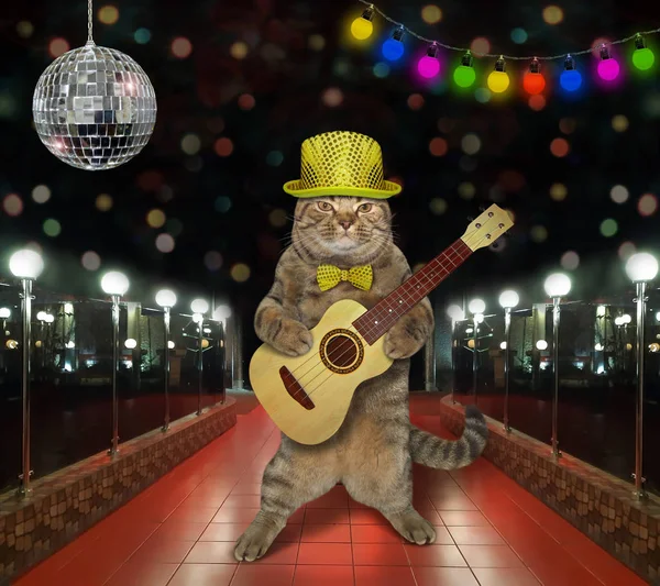 Cat plays guitar on stage