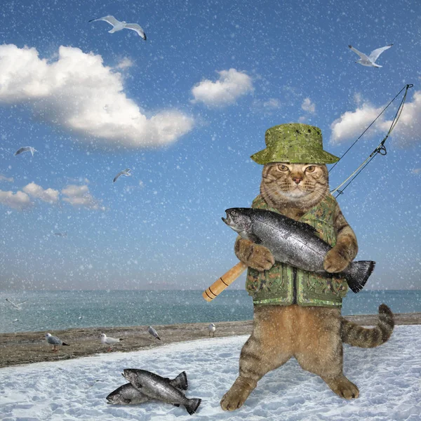 Cat fisher on winter fishing — Stock Photo, Image