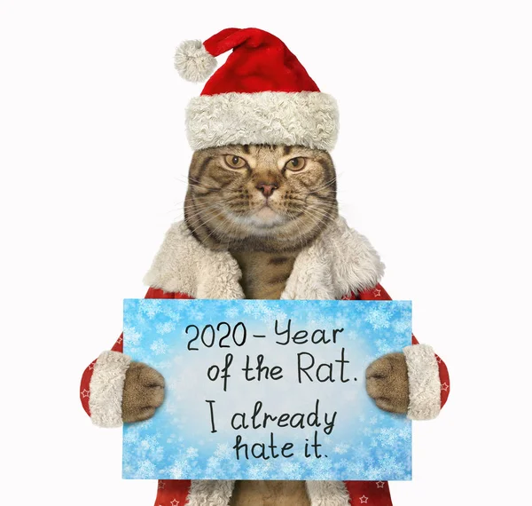 Kırmızı şapkalı kedi Fare 2 'den nefret ediyor. — Stok fotoğraf