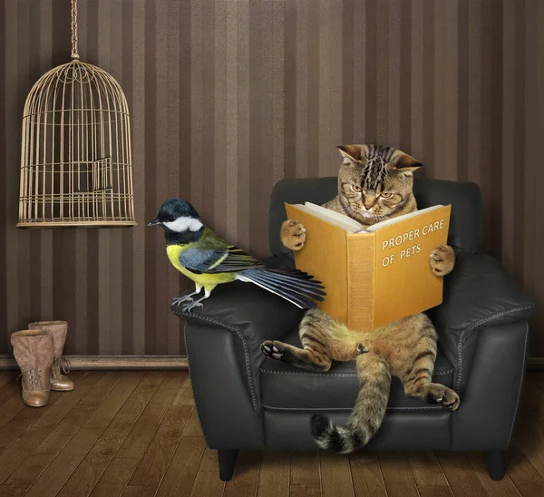 Katze mit Meise liest ein Buch — Stockfoto