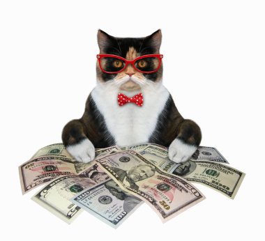 Kedi bankacısı para sayıyor.