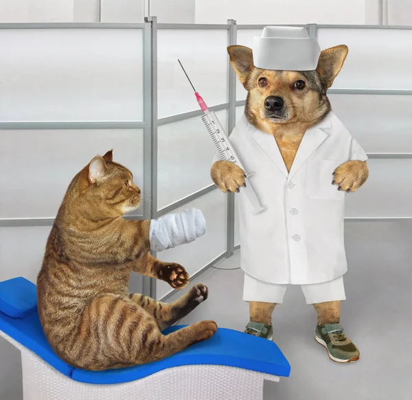 Pes lékař zachází s kočkou — Stock fotografie