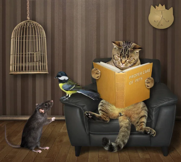 Gato con teta y rata lee un libro —  Fotos de Stock