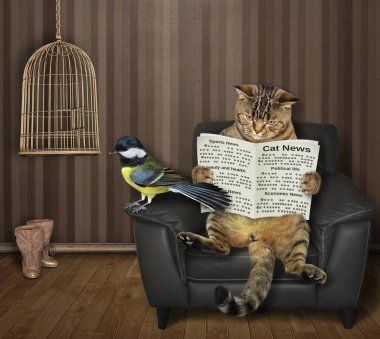 Memeli kedi gazete okuyor.