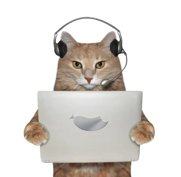 Gato en auriculares portátiles — Foto de Stock