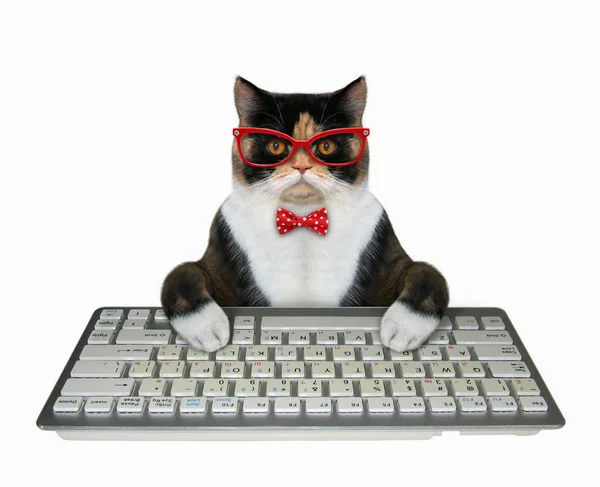 Кошачьи руки печатают на клавиатуре — стоковое фото