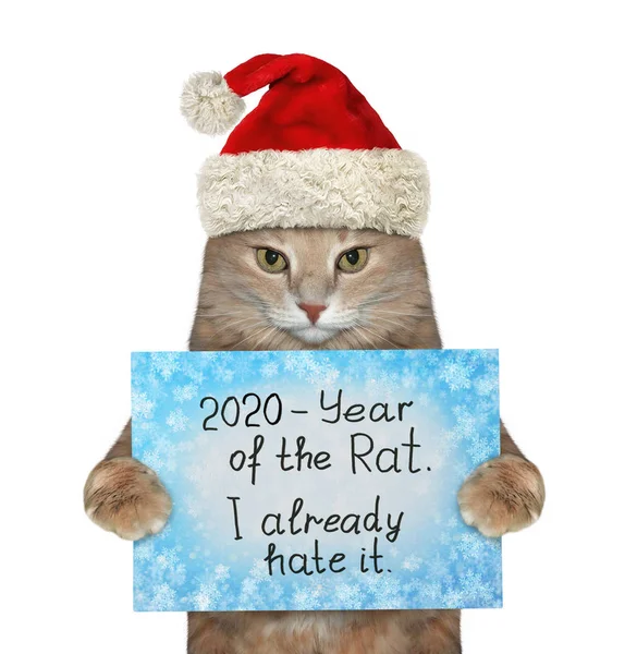 Gato está odiando ano de rato 2 — Fotografia de Stock