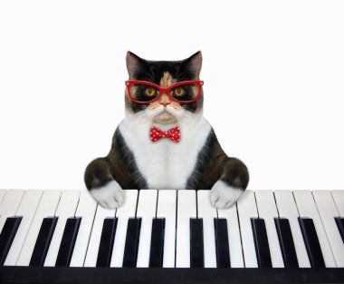 Kedi piyano klavyesi çalıyor