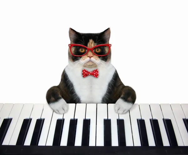 Kedi piyano klavyesi çalıyor — Stok fotoğraf