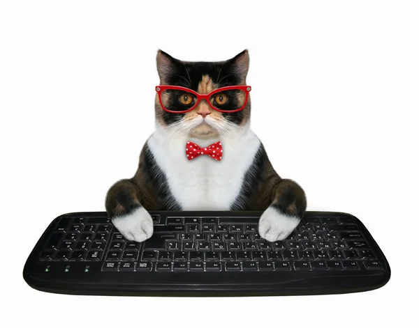 Кошачьи руки печатают на клавиатуре 2 — стоковое фото