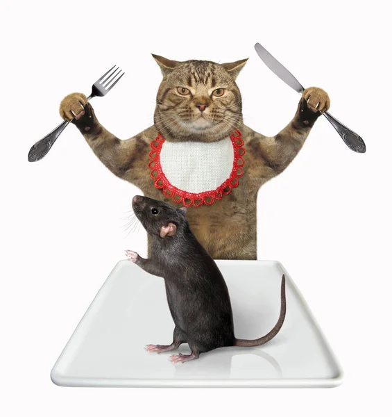 Kat gaat rat eten. — Stockfoto